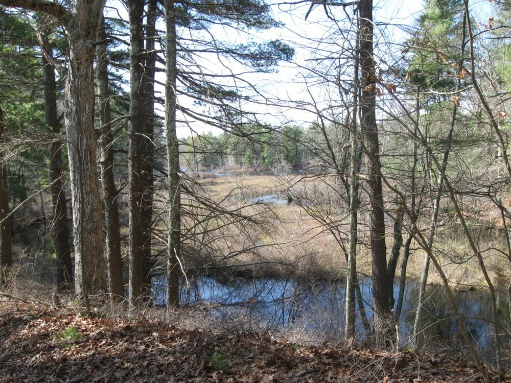 Long pond outlet woods trail