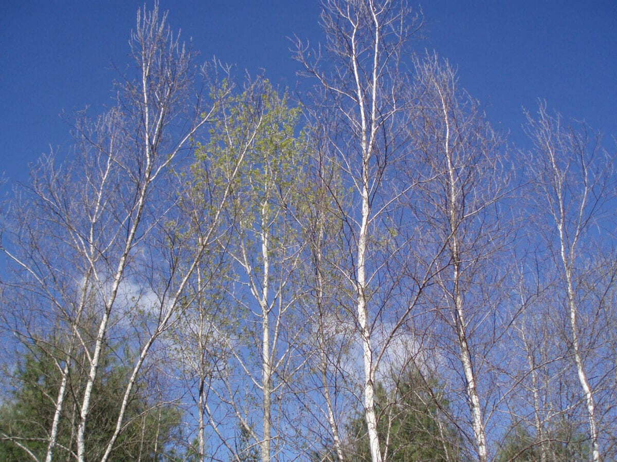 Kogut Preserve The Wyndham Land Trust