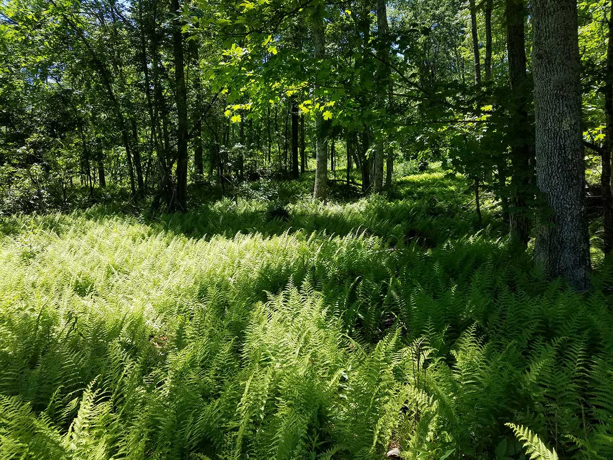 Ferns in forest