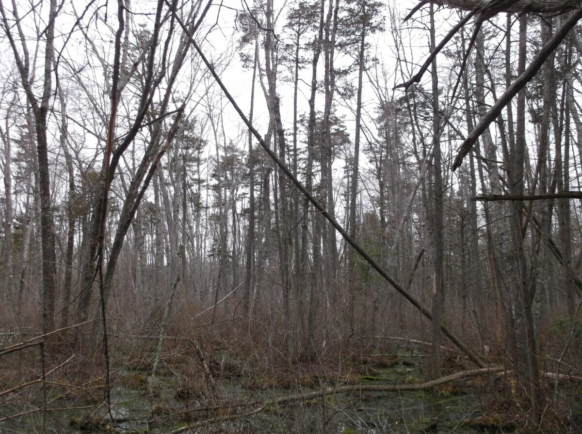 Oates Cedar Swamp