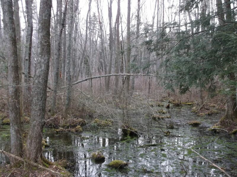 Oates Cedar Swamp