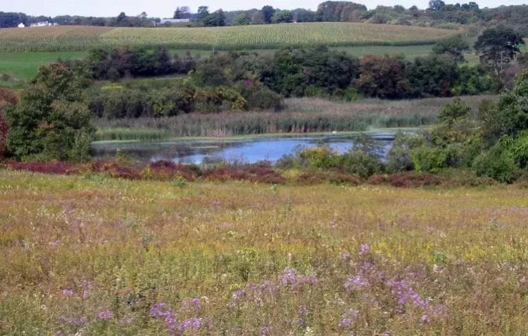 Duck Marsh Preserve