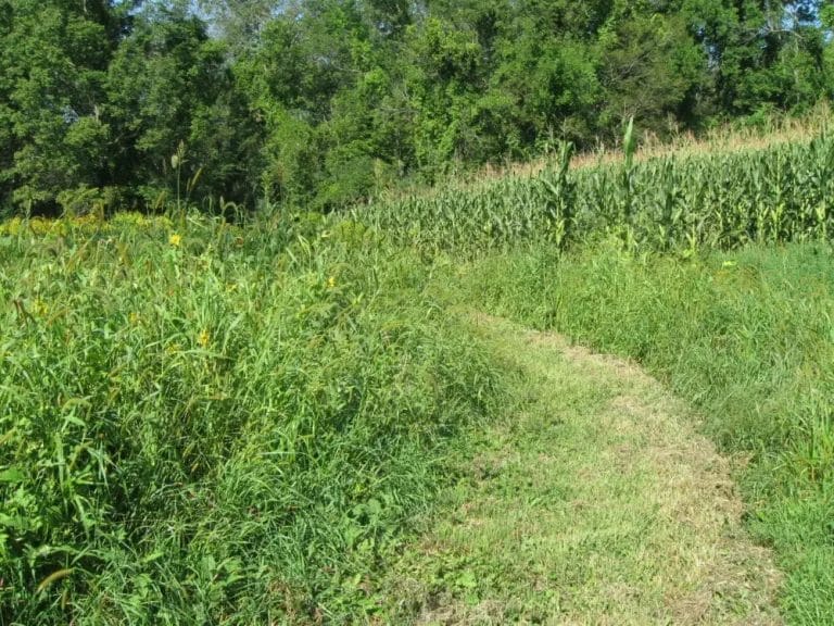 Wright-path-1-RT-e1544992658283