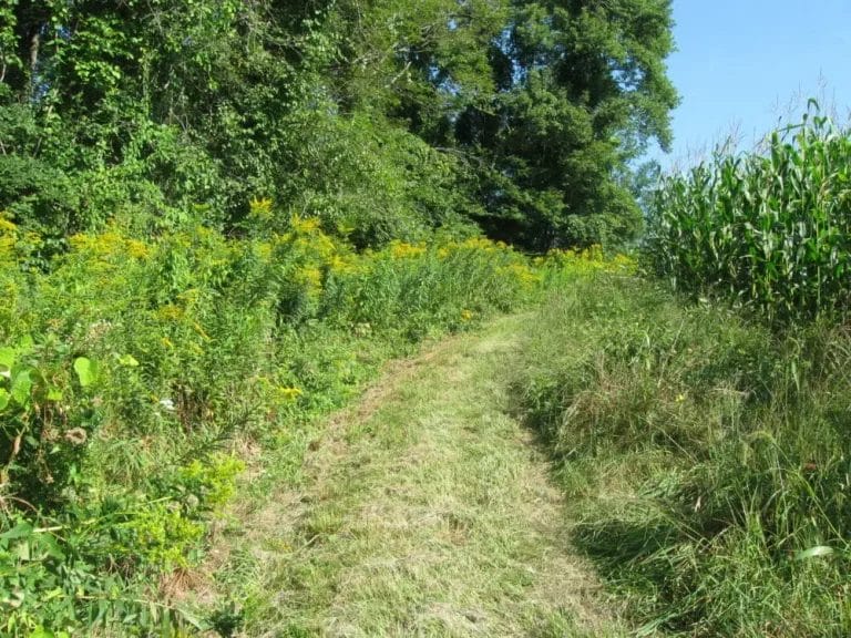 Wright-path-2-RT-e1544992641618