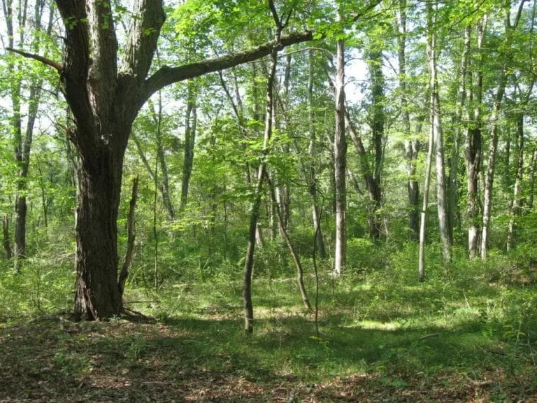 Wright-woodland-RT-e1544992624682